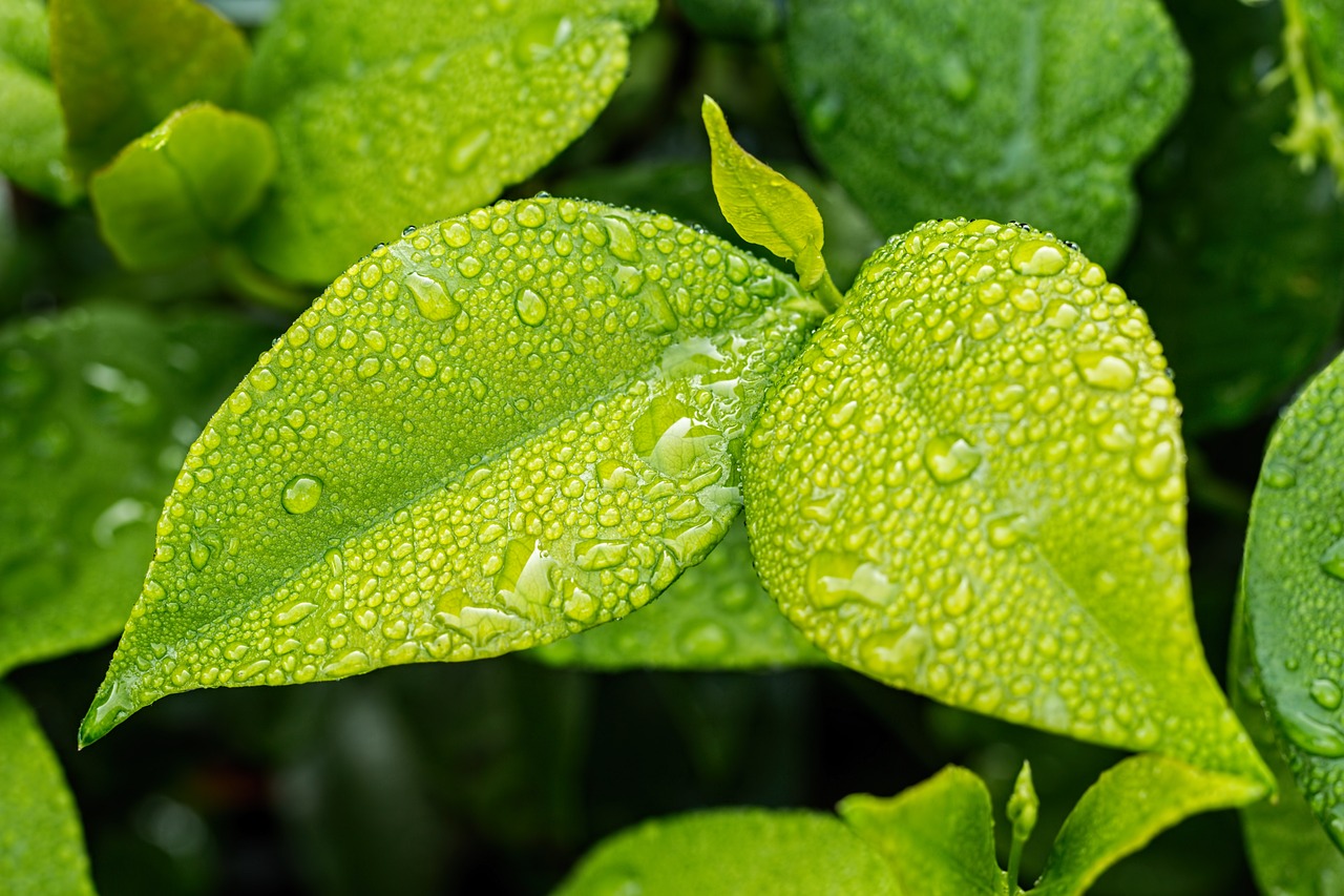 植物の栽培方法