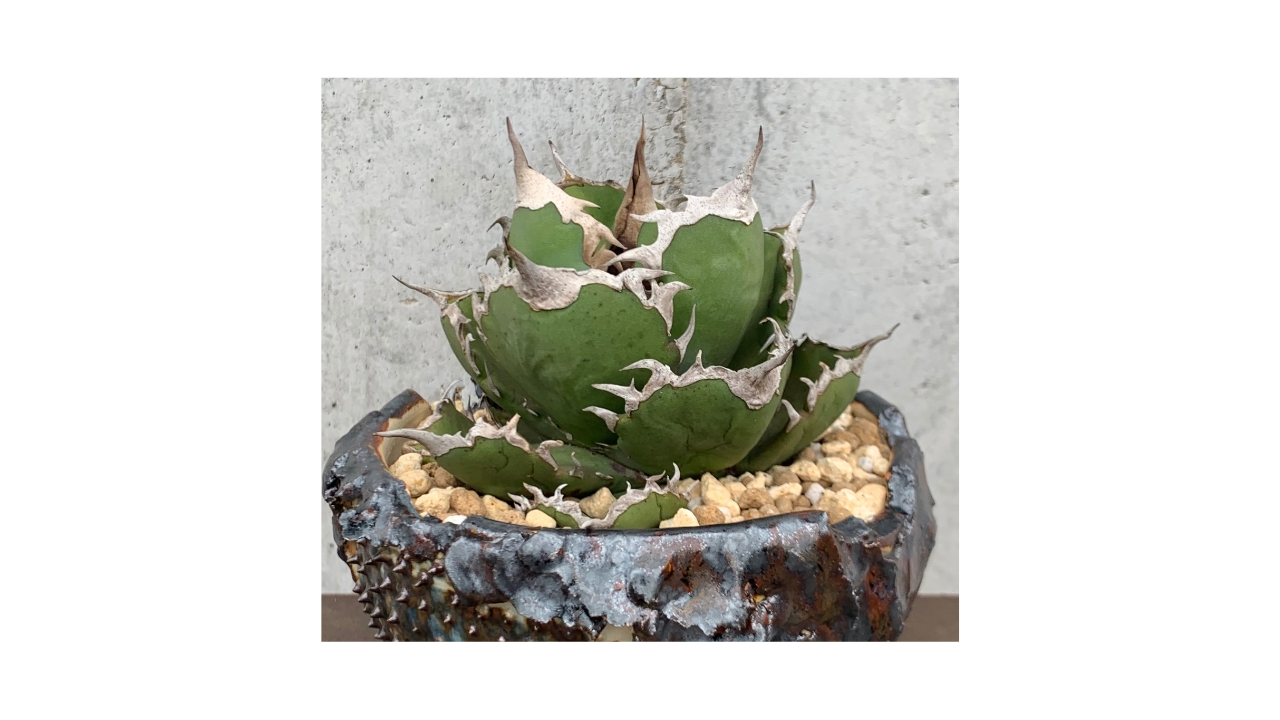 ニーチェ様専用 B＆B白覆輪斑・フェニックス 【公式通販】