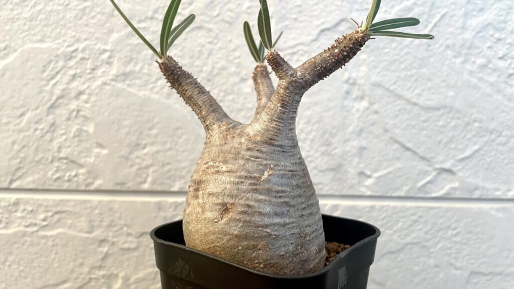 植物の根はどこまで伸びる?驚きの深さと広がり方をわかりやすく解説|地下に広がる根の秘密 | Takez Plants