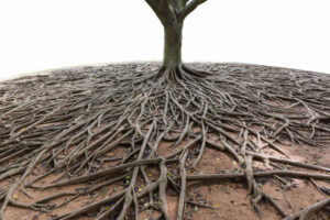 植物の根はどこまで伸びる？驚きの深さと広がり方をわかりやすく解説｜地下に広がる根の秘密 | Takez Plants