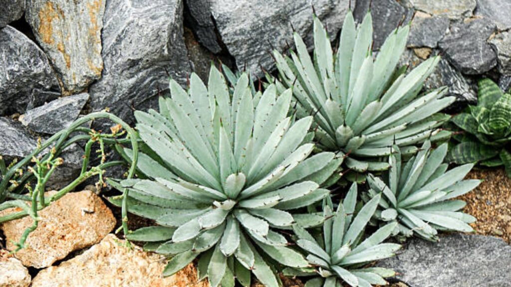 植物の根はどこまで伸びる?驚きの深さと広がり方をわかりやすく解説|地下に広がる根の秘密 | Takez Plants
