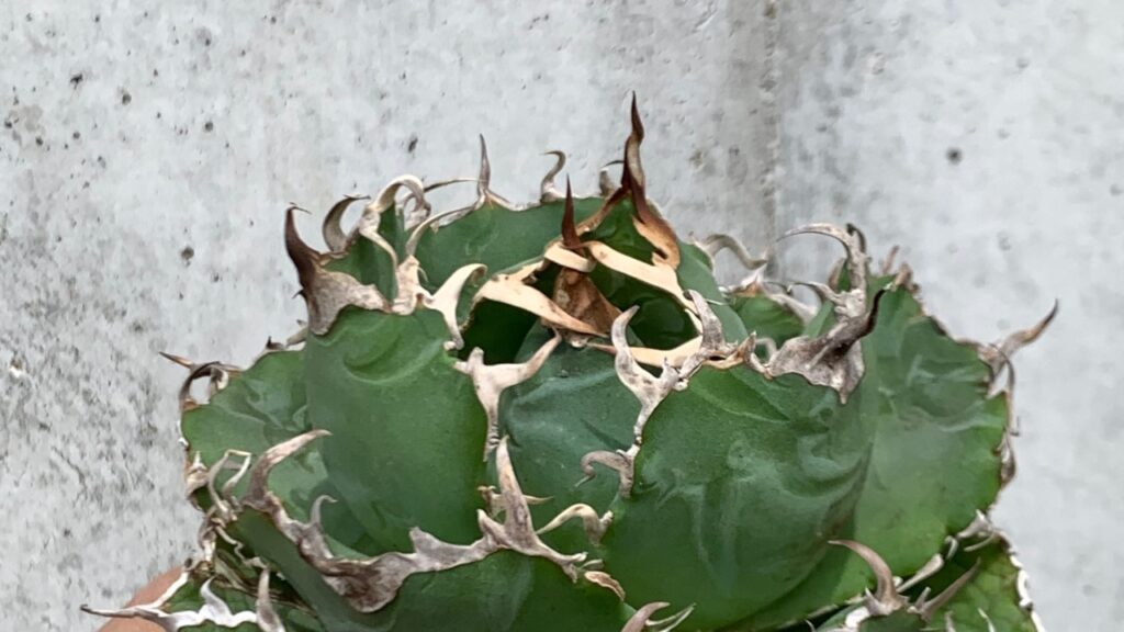 植物の根はどこまで伸びる?驚きの深さと広がり方をわかりやすく解説|地下に広がる根の秘密 | Takez Plants