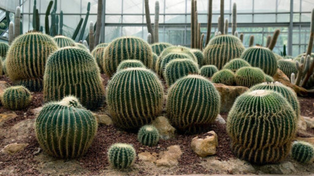 植物の根はどこまで伸びる?驚きの深さと広がり方をわかりやすく解説|地下に広がる根の秘密 | Takez Plants