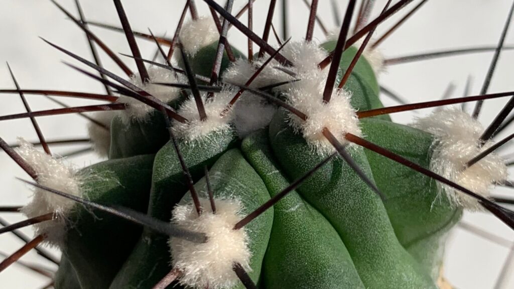 サボテンの“刺座(アレオーレ)”とは?トゲ・花・新芽を生み出す驚きの器官 | Takez Plants