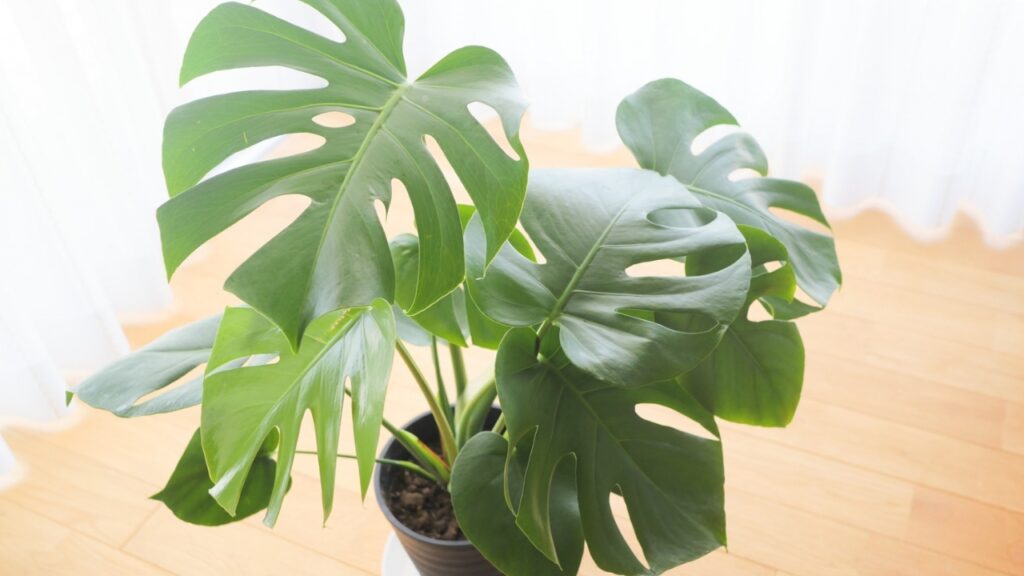 植物の根はどこまで伸びる?驚きの深さと広がり方をわかりやすく解説|地下に広がる根の秘密 | Takez Plants